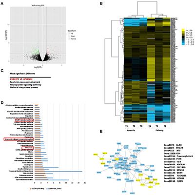 Genome-Wide Analysis on the Landscape of Transcriptomes and Their Relationship With DNA Methylomes in the Hypothalamus Reveals Genes Related to <mark class="highlighted">Sexual Precocity</mark> in Jining Gray Goats